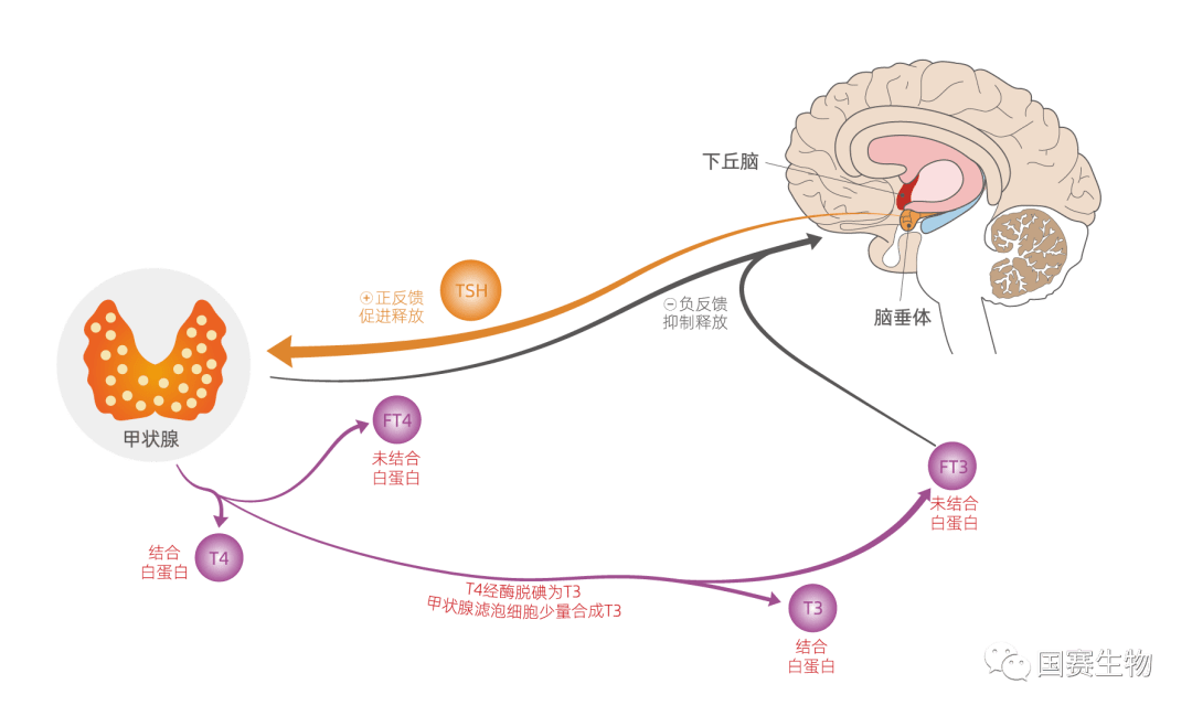 合成|这些表现都跟甲状腺激素有关，99%的人还不知道!