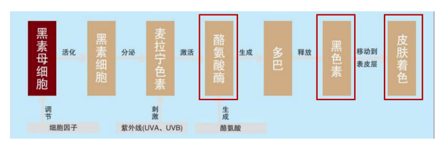 可从三大核心美白成分，纽西之谜防晒霜隔离可从源头抑制黑色素生成