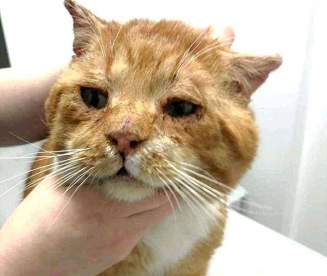 流浪猫大雪下敲窗求救,冻伤濒死才获好心人相助,猫:我快冻死了 流浪猫大雪下敲窗求救,冻伤濒死才获好心人相助,猫:我快冻死了