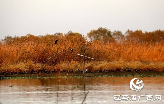 驻马店汝南:宿鸭湖景色美如画_魏敏
