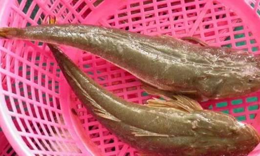 原创此鱼长相丑陋，我国3元1斤很少人吃，出口日本成“高档鱼”