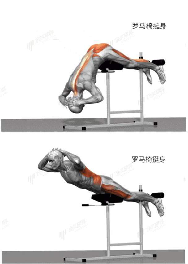 背肌训练动作图片图片