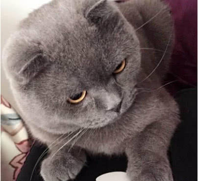 女孩养了一只小灰猫，半年不到完全大变样，再见时男友被吓懵了_猫咪_ 