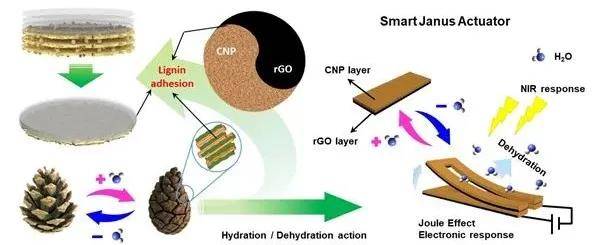青島能源所利用木質素粘合策略構建納米纖維素基柔性智能驅動器_研究