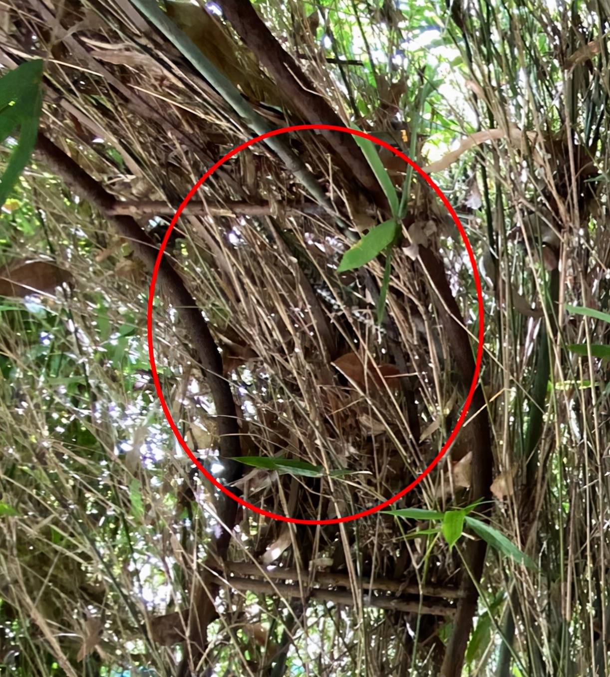 天生伪装大师一条蟒蛇完美地隐藏在树枝之间你能发现它吗