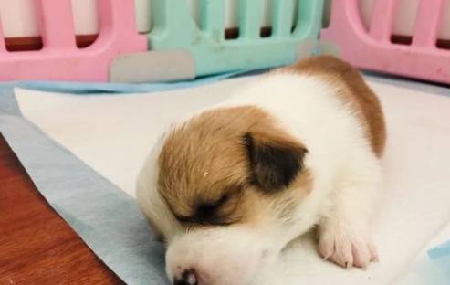因为柯基犬小的时候太萌了，都忍不住想捏一捏，摸一摸