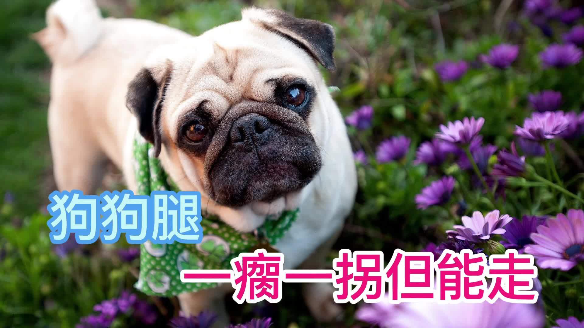 狗狗腿一瘸一拐但能走