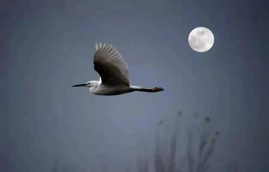 梅子曾是惊鸿照影来quot跟着诗词来穿越quot系列九