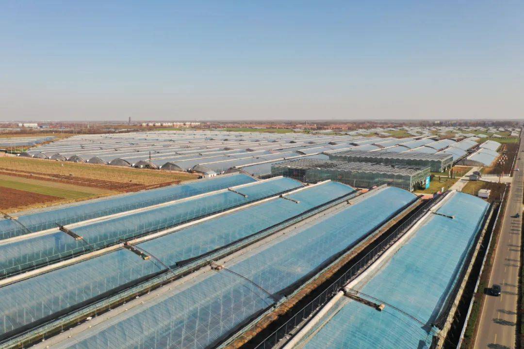 寿光田柳:"六化"引领蔬菜提质增效_园区_大棚_发展