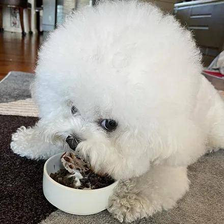 狗子在吃东西,看到主人靠近就变得很凶,但其实它都是装的!