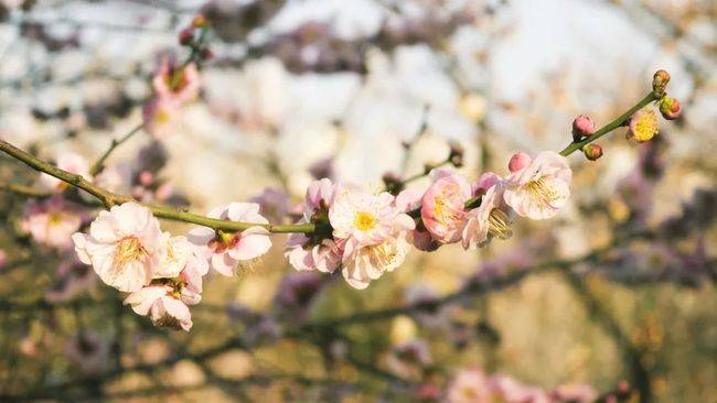 赏肥红绿瘦的梅花 赏梅攻略来啦 只有一天的周末开心 手机搜狐网