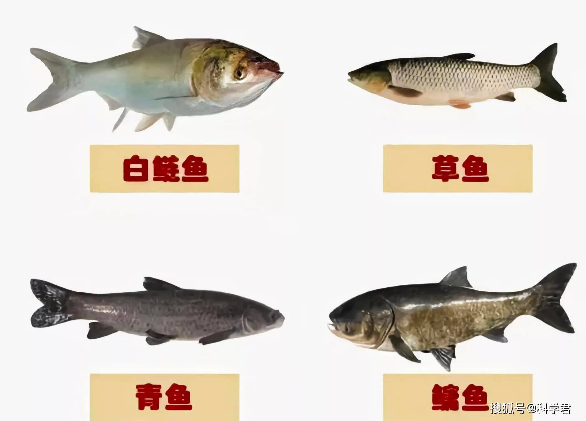长江十年禁渔后三峡水库的鱼能有多大目前花鲢已超300斤