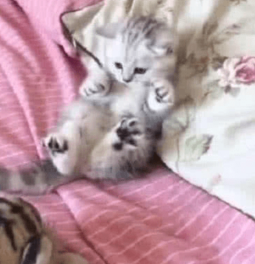 猫咪日记:猫猫异食癖补什么元素_主人_宠物_营养- 全网搜