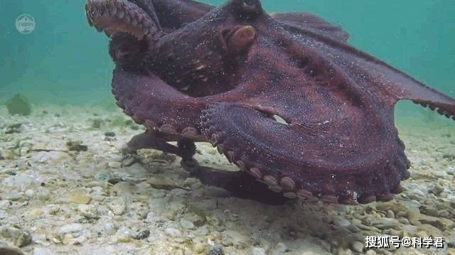 怎么理解食物链 40aabd97b2e2412da94ccdfab9759673.jpeg