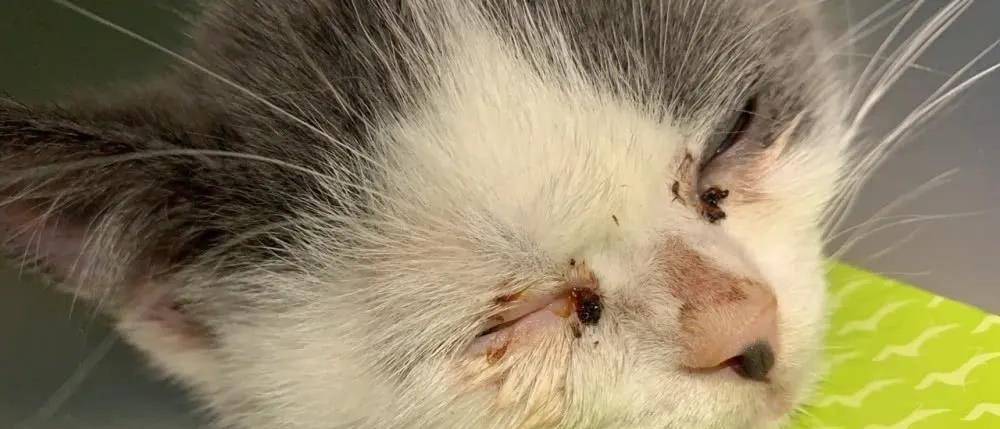 猫咪换粮之后眼屎增多是怎么回事?是生病了吗?_泪痕_眼睛_情况- 全网搜