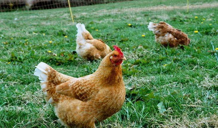 菜蔬|三黄鸡和麻鸡这是两种不同的鸡肉类型。