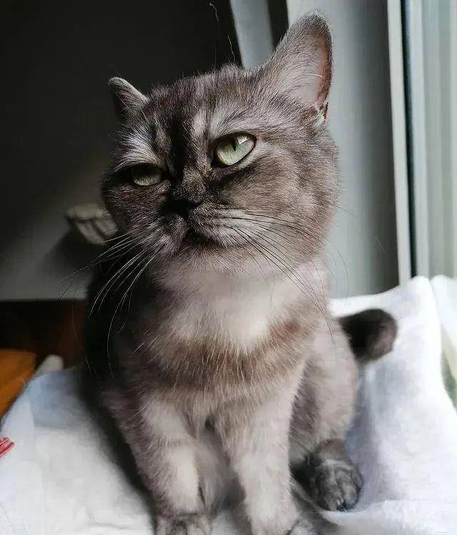 一只猫咪被抛弃的视频 7d147e596f994bf5979232948b03d1d9.jpeg