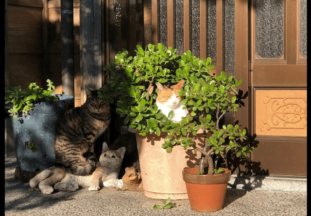 猫咪们在院里晒太阳 其中有一只猫睡在盆栽里 还以为是长出来的 花盆里 网友 光合作用