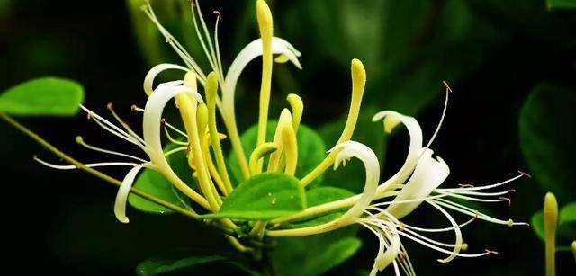 如何食用金银花 8c5d8eaa423549839d6ec126d4e0a184.jpeg