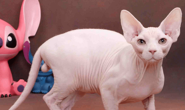 因为最丑猫咪排行榜加菲猫也入选了，认真的吗？看完刷新世界观