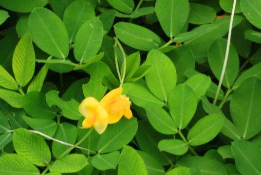 哪些食物属于高蛋白高热量的 45a61711a41144d285e79a36643259f5.jpeg