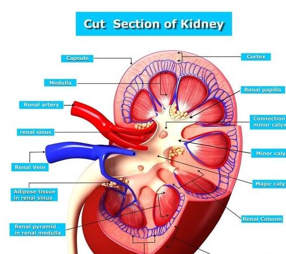症状|肾囊肿严重可致尿毒症!6个早期信号,希望你能早点了解