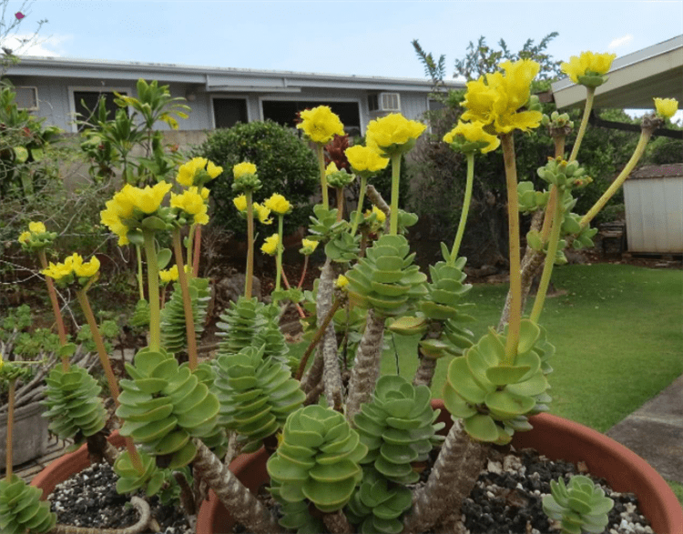 金钱木怎么养才茂盛多头?掌握4个基础点,根肥叶膨大,分株旺盛