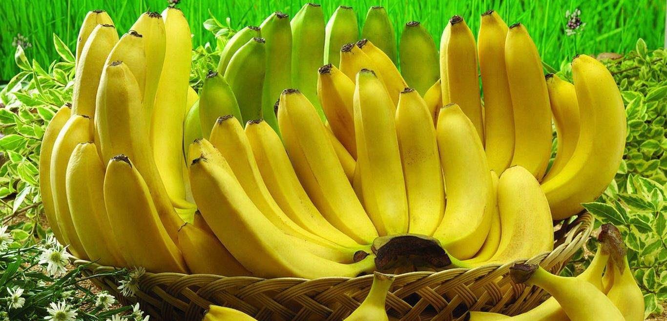 种植50亩香蕉地有补助吗 种植香蕉20亩成本
