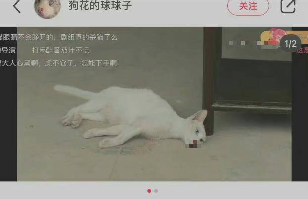 剧情|《当家主母》疑有虐猫剧情？剧方回应后却被萌宠博主质疑