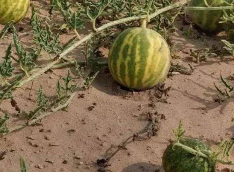 沙漠里的这种“西瓜”，即使再渴也不能吃，看完让人通体发凉