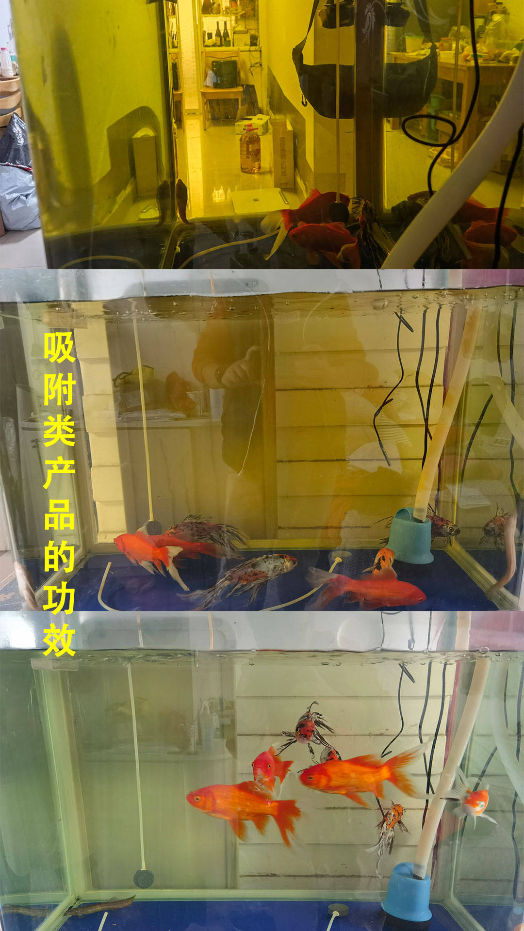 鱼缸下土霉素水变黄了怎么处理鱼缸下土霉素后黄水怎么变清