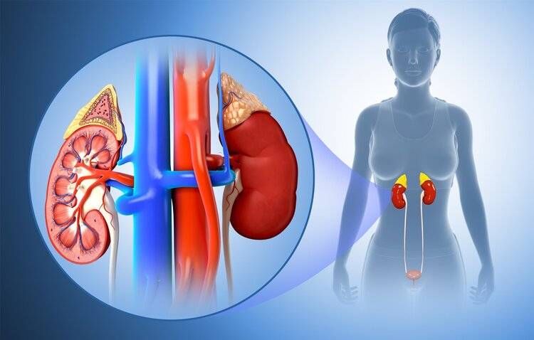 年轻人|为何“尿毒症”越来越多？医生提醒：3物别贪嘴，肾会“感激”你