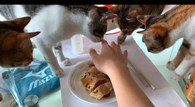 什么|主人刚把早餐端上桌，猫咪们全部都围了过来要尝尝，压力很大啊！