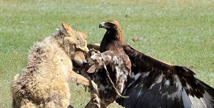 食谱|狼唯一的天敌,光听名字就让狼闻风丧胆,它的食谱中最爱吃的是狼