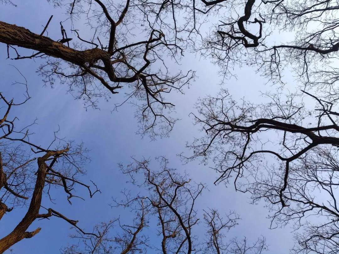 梦回山林,解读山上树叶被羊吃光光的深层梦境寓意 梦回山林,解读山上树叶被羊吃光光的深层梦境寓意