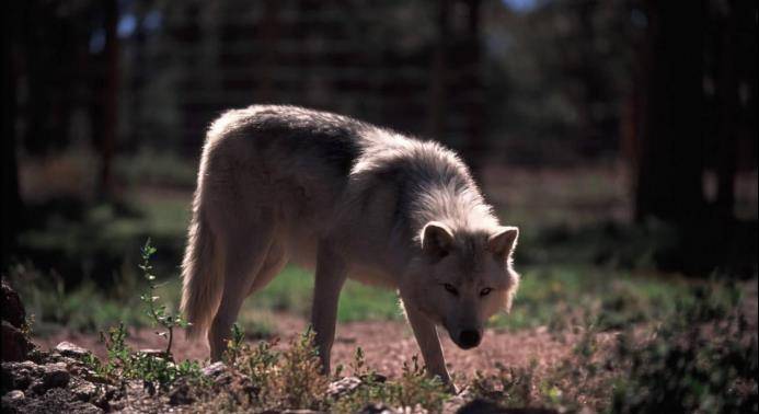 食谱|狼唯一的天敌,光听名字就让狼闻风丧胆,它的食谱中最爱吃的是狼