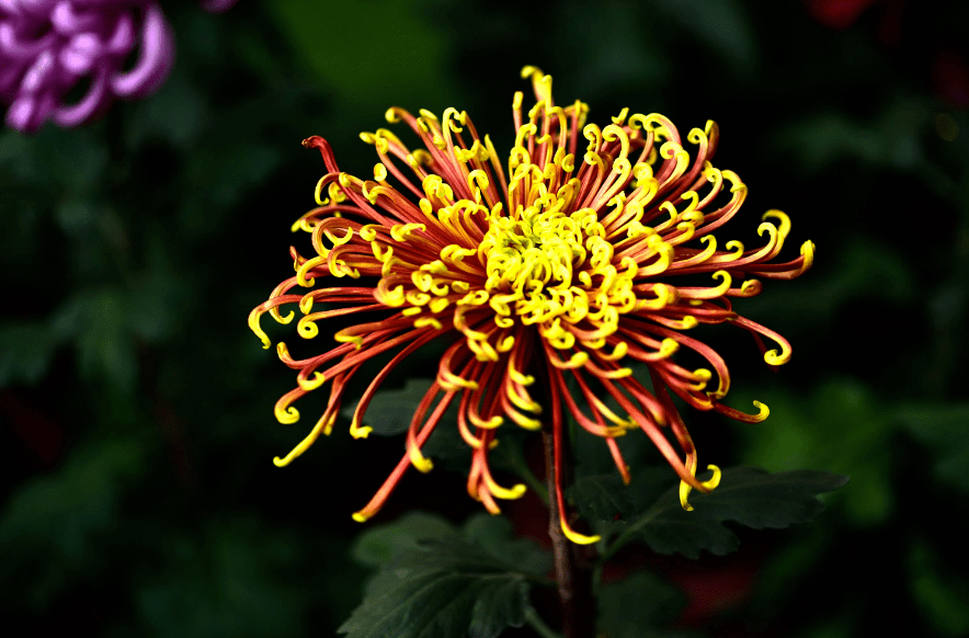 诗词鉴赏 谁能白发对黄花 十首赏菊的诗词 冬日赏菊味更浓 菊花 风霜 黄菊淡