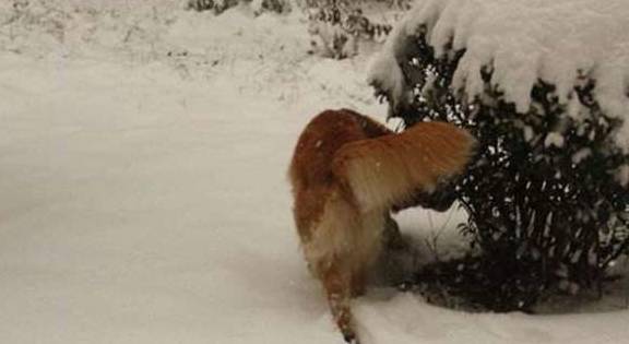 什么不同的狗狗看到雪，会有什么反应？网友：狗狗们可太有趣了