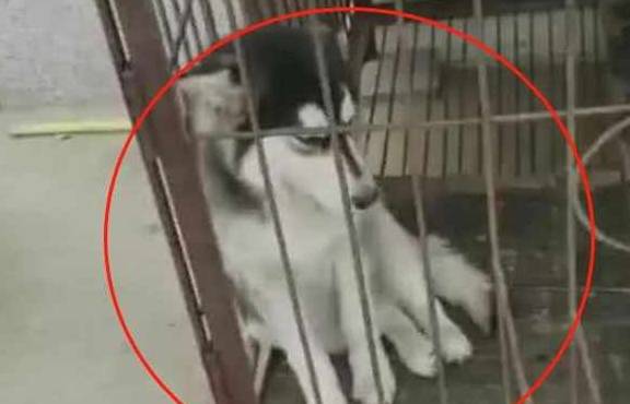 因为二哈欺负老实德牧，主人生气把它们关在了一起，二哈反应笑哭主人
