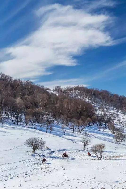 白雪|冬日里的“关山蓝”