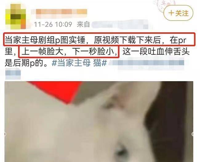 蒋勤勤|这届网友不好哄，《当家主母》已报案，澄清视频却搞错了猫的性别