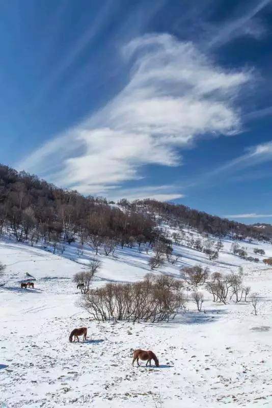 白雪|冬日里的“关山蓝”