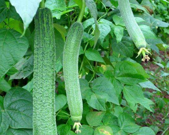 有种瓜 从头到脚 皆有营养 不是冬瓜和黄瓜 那是什么呢 丝瓜 的作用 瓜子