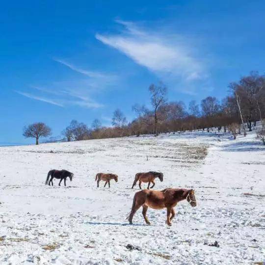 白雪|冬日里的“关山蓝”