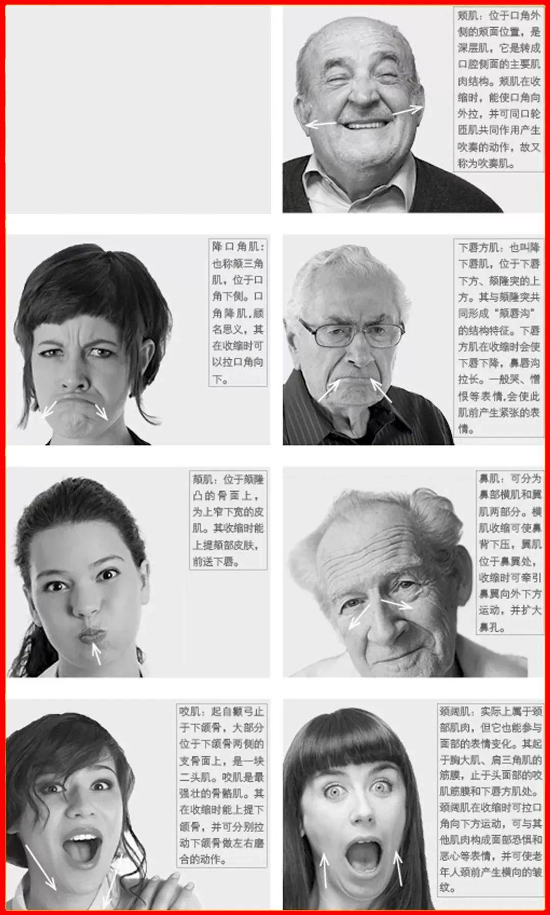 "喜,怒,哀,乐"速写人物表情解析,太详细了!_肌肉_面部_变化