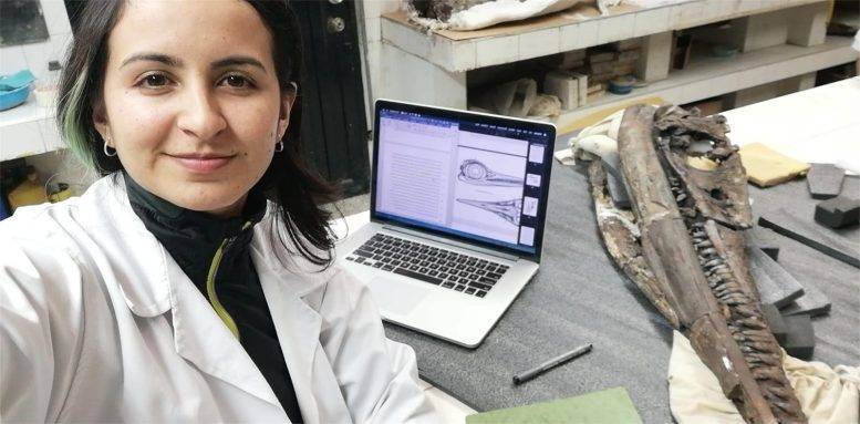 科学家发现新品种鱼龙化石 可追溯到1.3亿年前