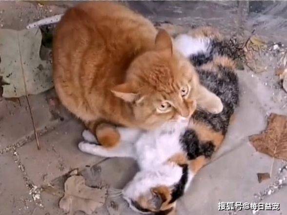 同伴猫咪同伴身亡，不舍离开哀嚎求助：好心的人们，救救它吧！