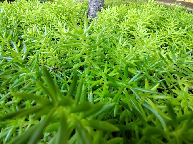 荣耀60 Pro详细评测：AI隔空手势Vlog创新体验