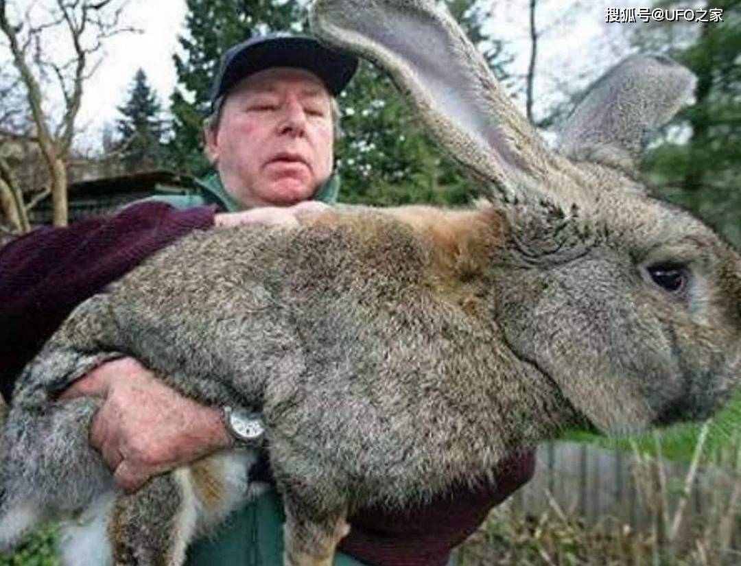 兔子可以吃什么花 8360b5c469304607a97767ff2408b748.jpeg