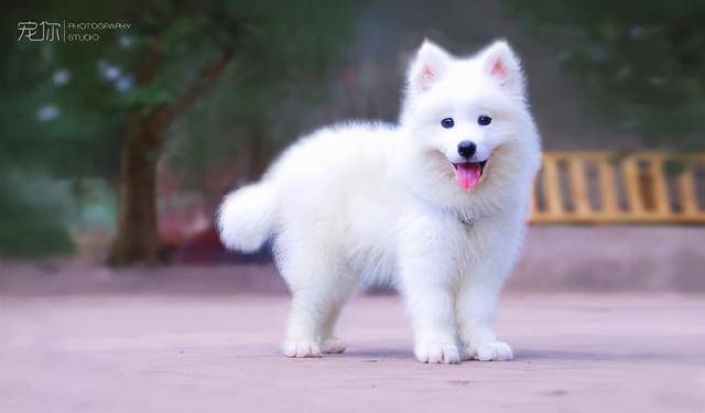 怎么看小狗有没有心脏问题 aa7ddb1143d44537b3db066147399663.jpeg